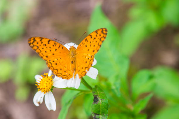Brown butterfly on flower in garden, Thailand
