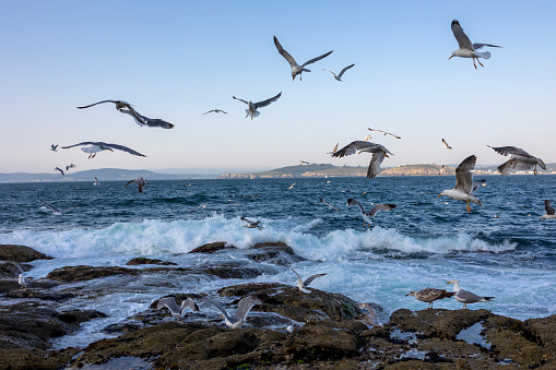 A lot of gulls in flight with their wings spread over the blue ocean with waves. The shore is wild large stones, view in the distance