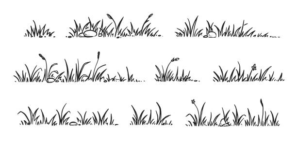 illustrations, cliparts, dessins animés et icônes de ensemble de style de croquis de gribouillage d’herbe. arrière-plan de gribouillis de contour de champ d’herbe dessiné à la main. éléments de germe, de fleur, de trèfle - grass prairie silhouette meadow