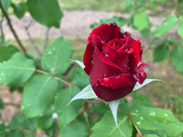 Rain Drops on Rose Petals stock photo
