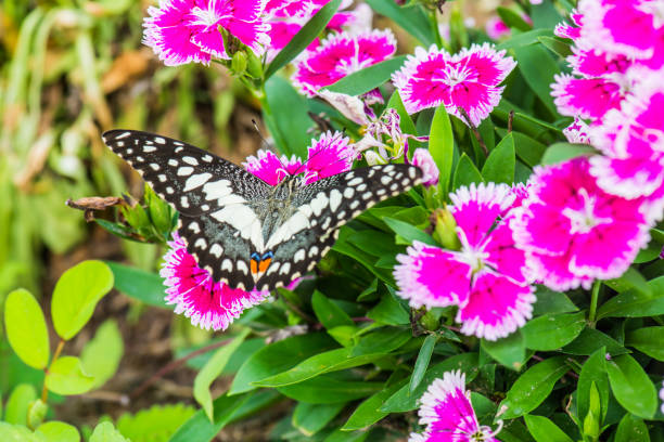 A closeup of a butterfly on a red flower