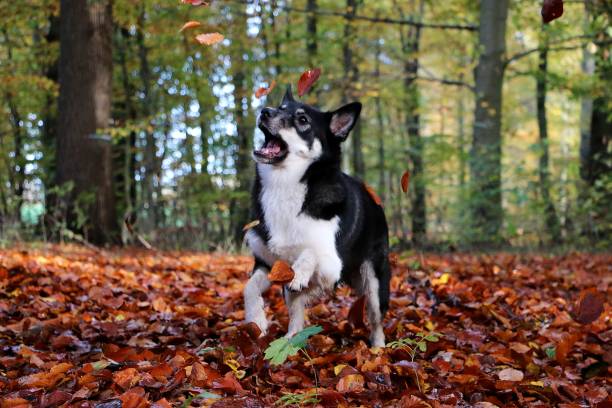funny mixed dog in the forrest is catching flying autumn leafs