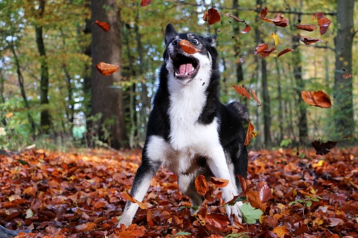 funny mixed dog in the forrest is catching flying autumn leafs