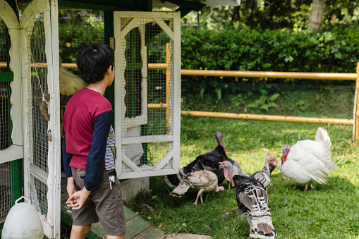 young kid  feeding turkey -bird  at poultry farm