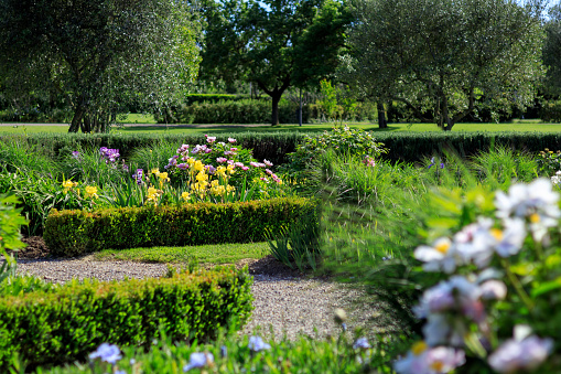 Iris Flowers Garden in Tuscany