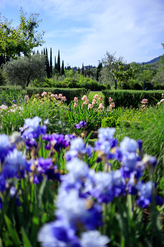 Iris Flowers Garden in Tuscany