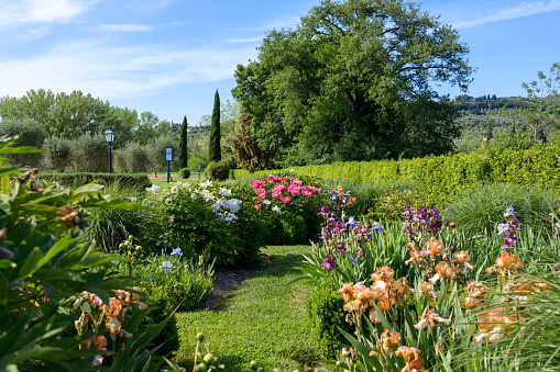 Iris Flowers Garden in Tuscany