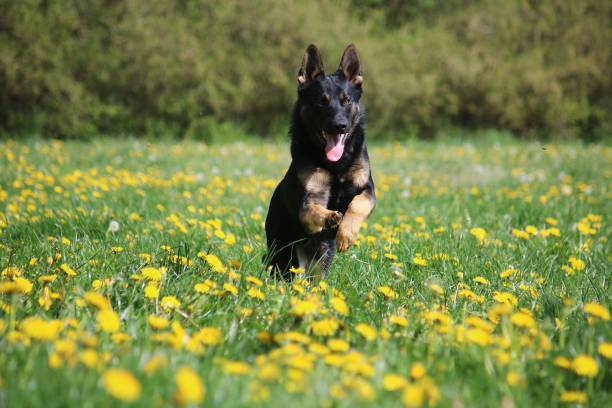 a beautiful black german shepherd is running in a field of yellow dandelions stock photo