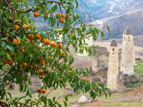 Selective focus. Ripe juicy branches with cherry plum. Mountain garden. Cherry plum tree on the background of an ancient castle tower complex in Ingushetia.