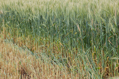 Happy little boy is running through green wheat field.