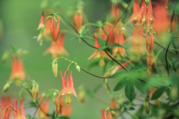 Columbine Columbine flowers columbine stock pictures, royalty-free photos & images