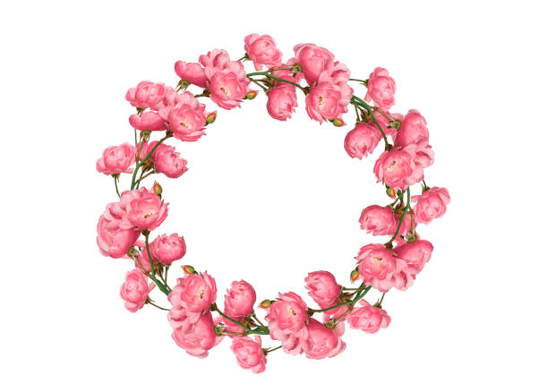 Pink bossoms spring wreath isolated cutout on white background