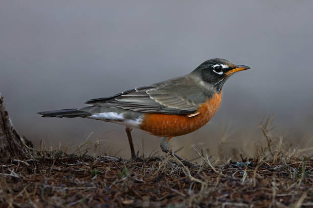 istock Robin hunting for food 1456673469