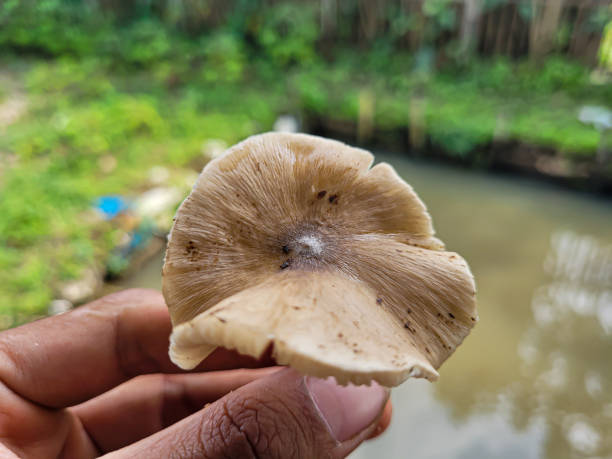 Gymnopus albuminosus or termite mushroom