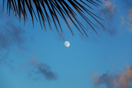 full moon among the palm leaves in the morning in Rio de Janeiro Brazil.