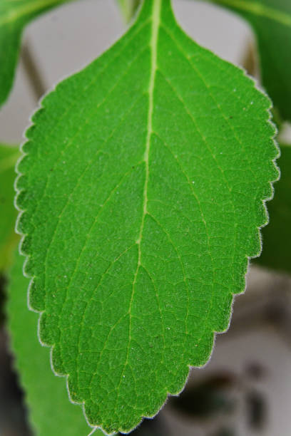 Details of the foliage of Plectranthus barbatus Andrews The Leaf Details of Plectranthus barbatus Andrews plectranthus barbatus stock pictures, royalty-free photos & images