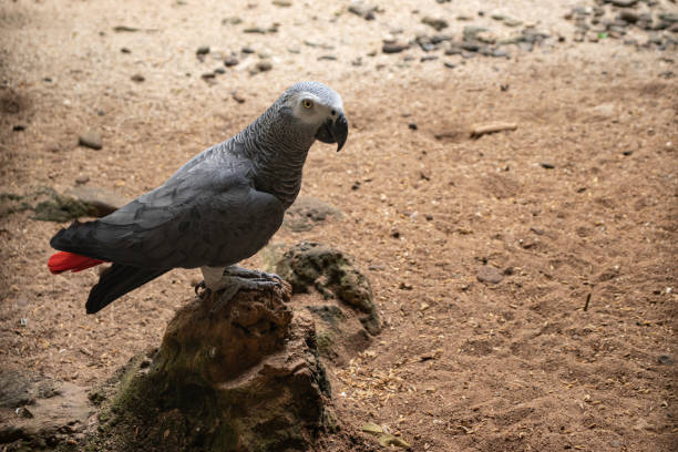 istock african gray parrot standing on a rock 1456676846