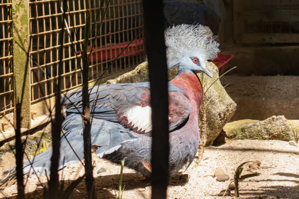 istock The Victorian crowned dove stands 1456678401