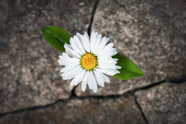 fleur blanche poussant dans la pierre fissurée, symbole de résilience de la renaissance de la vie - dried plant photos et images de collection