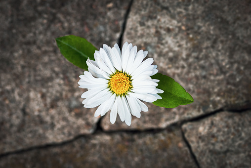 White flower growing in cracked stone, hope life rebirth resilience symbol