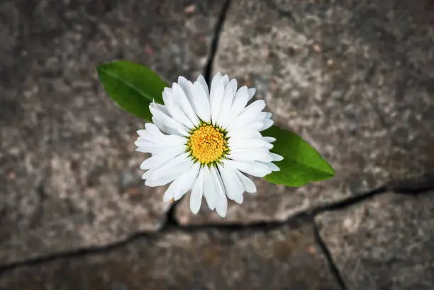 Photo of White flower growing in cracked stone, hope life rebirth resilience symbol