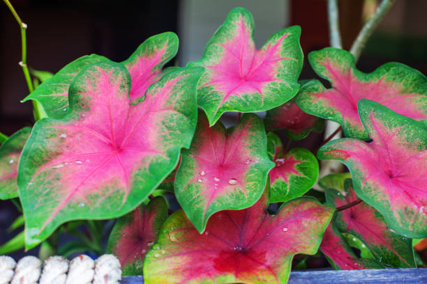 istock Caladium bicolor red green leaves blurred soft focus closeup dark background, beautiful colorful pink leaf, heart shape foliage, exotic tropical plant branch, araceae houseplant, fancy floral design 1456679478