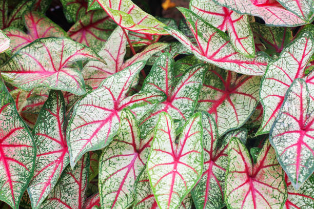 istock Caladium bicolor leaves background, Caladium White Queen green red leaf texture closeup, colorful heart shape foliage pattern, exotic tropical plant branch, araceae houseplant, floral design wallpaper 1456679749