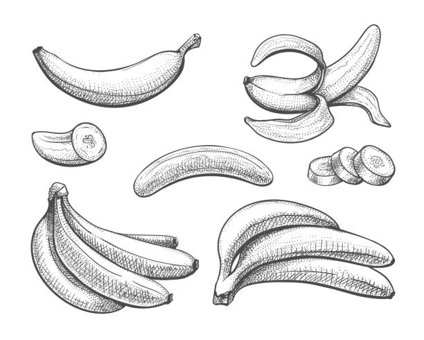 ilustrações, clipart, desenhos animados e ícones de esboço vintage de bananas - banana peeled banana peel white background