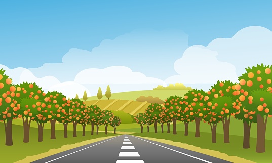 Orange orchard road. Oranges fruit trees garden highway with trees sky and hills on horizon summer landscape vector illustration