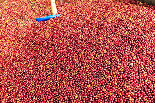 Foto de fotograma completo de granos de café crudos rojos photo