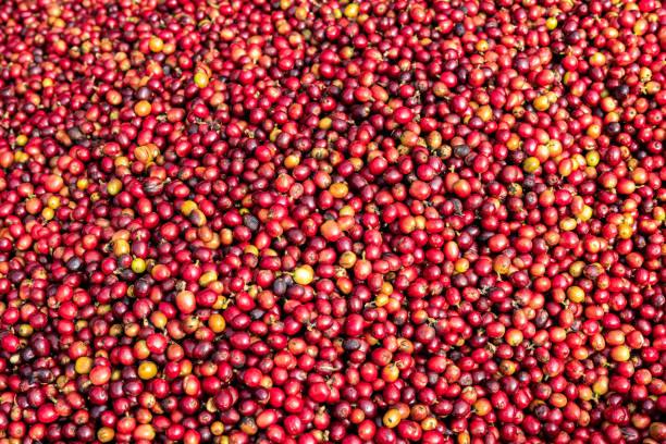 istock Full Frame Shot Of Red Raw Coffee Beans 1456682247