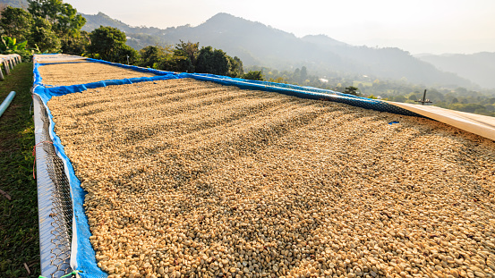 dried coffee beans on the floor at factory chiang rai thailand.