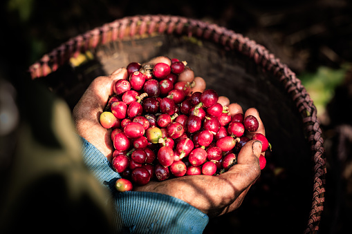 Granos de café rojo en mano de agricultor photo
