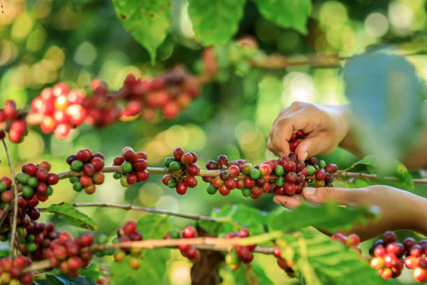 istock farmer Hands harvest coffee bean ripe Red berries plant fresh seed coffee tree growth in organic farm at Chiang Rai Thailand 1456682255