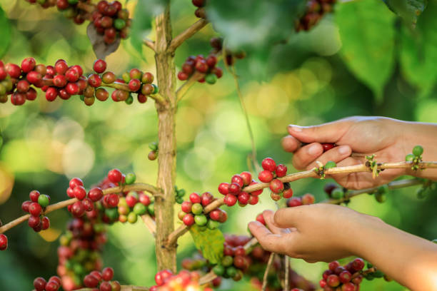 istock farmer Hands harvest coffee bean ripe Red berries plant fresh seed coffee tree growth in organic farm at Chiang Rai Thailand 1456682256