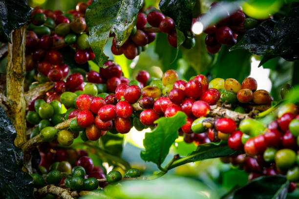 istock Coffee beans arabica on tree in North of thailand 1456682269