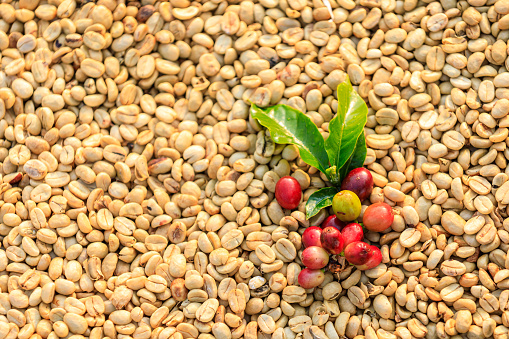 raw coffee and green leaf with coffee dry background abstract top view and selective focus