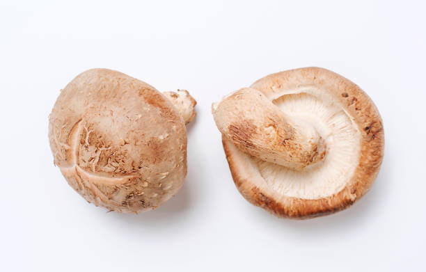 shiitake mushrooms on white background close-up, top view. - edible mushroom shiitake mushroom fungus chinese cuisine imagens e fotografias de stock