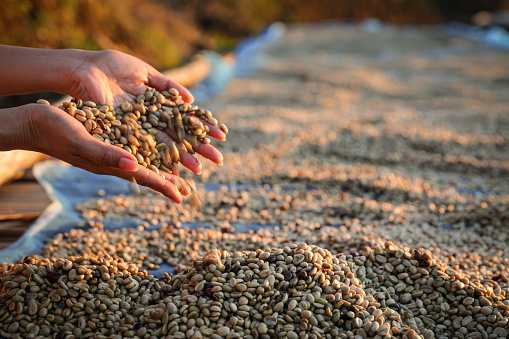 agricultor revisando la sequedad de los granos de café que se exponen en el suelo photo