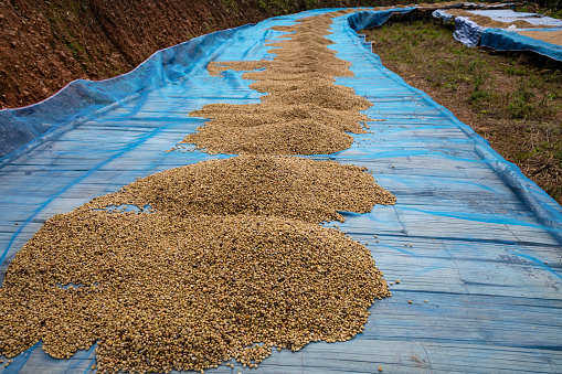 secado de grano de café crudo en el suelo industria familiar local en Tailandia photo