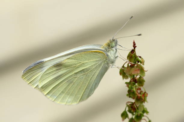 Cabbage White Butterfly (Pieris rapae) stock photo