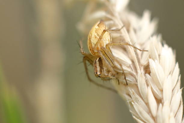 Lynx Spider (Oxyopes mundulus) stock photo