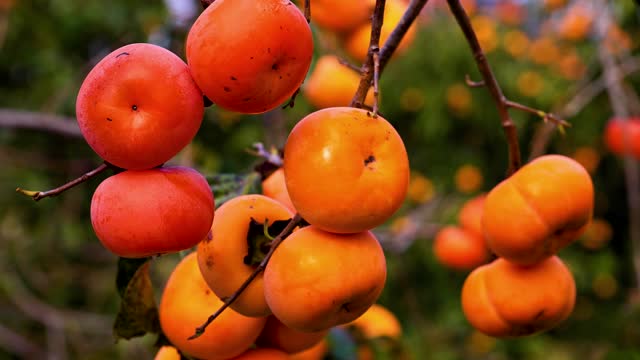 persimmons are ripe