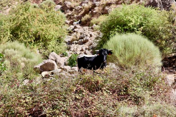 istock cow on the road 1456683945
