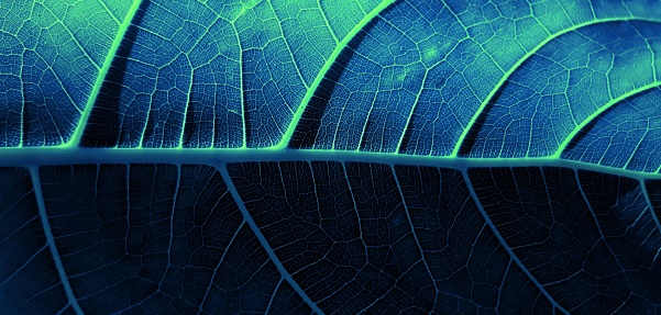 Close up photo of leaf texture with blue shading color for background