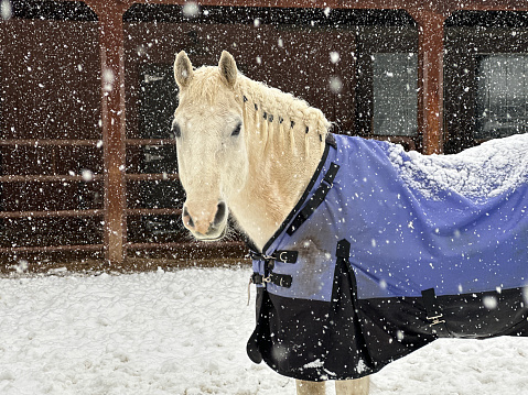 Horse in winter snow.