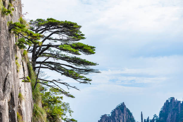 Pine trees in Huangshan Natural Scenic Area