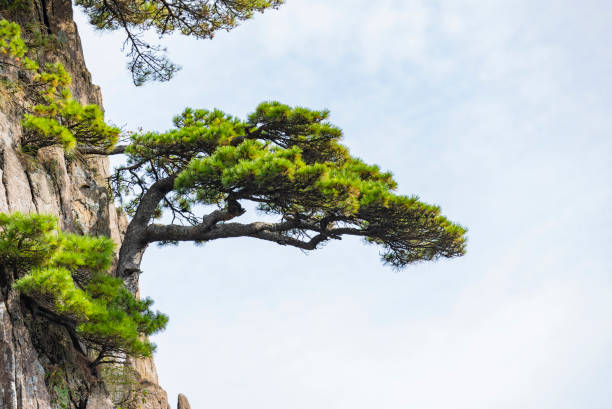 istock Pine trees in Huangshan Natural Scenic Area 1456694238