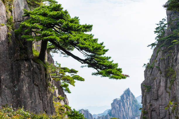 Beautiful Strong Shape of Pine Standing in Huangshan China