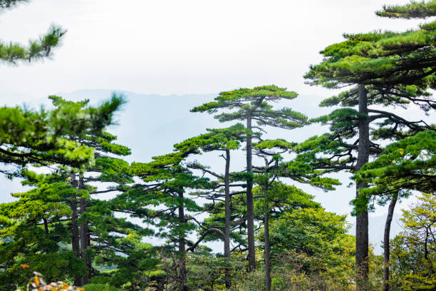 A view from the cedar forests near Isparta, Turkey